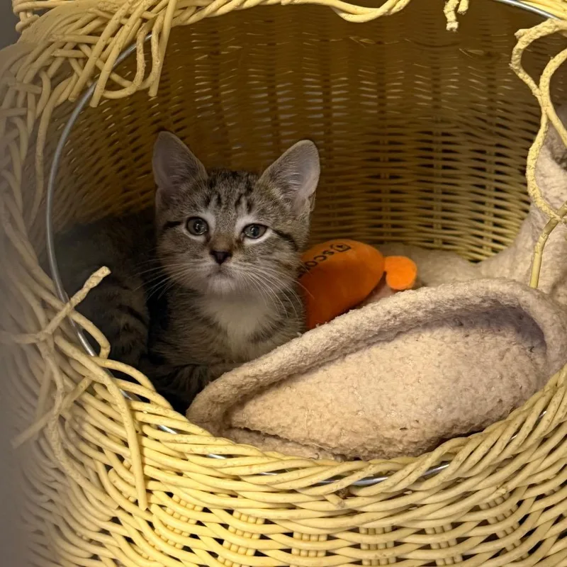 A baby small-sized male Domestic Short Hair cat named Tyrion for adoption in Wappingers Falls, NY