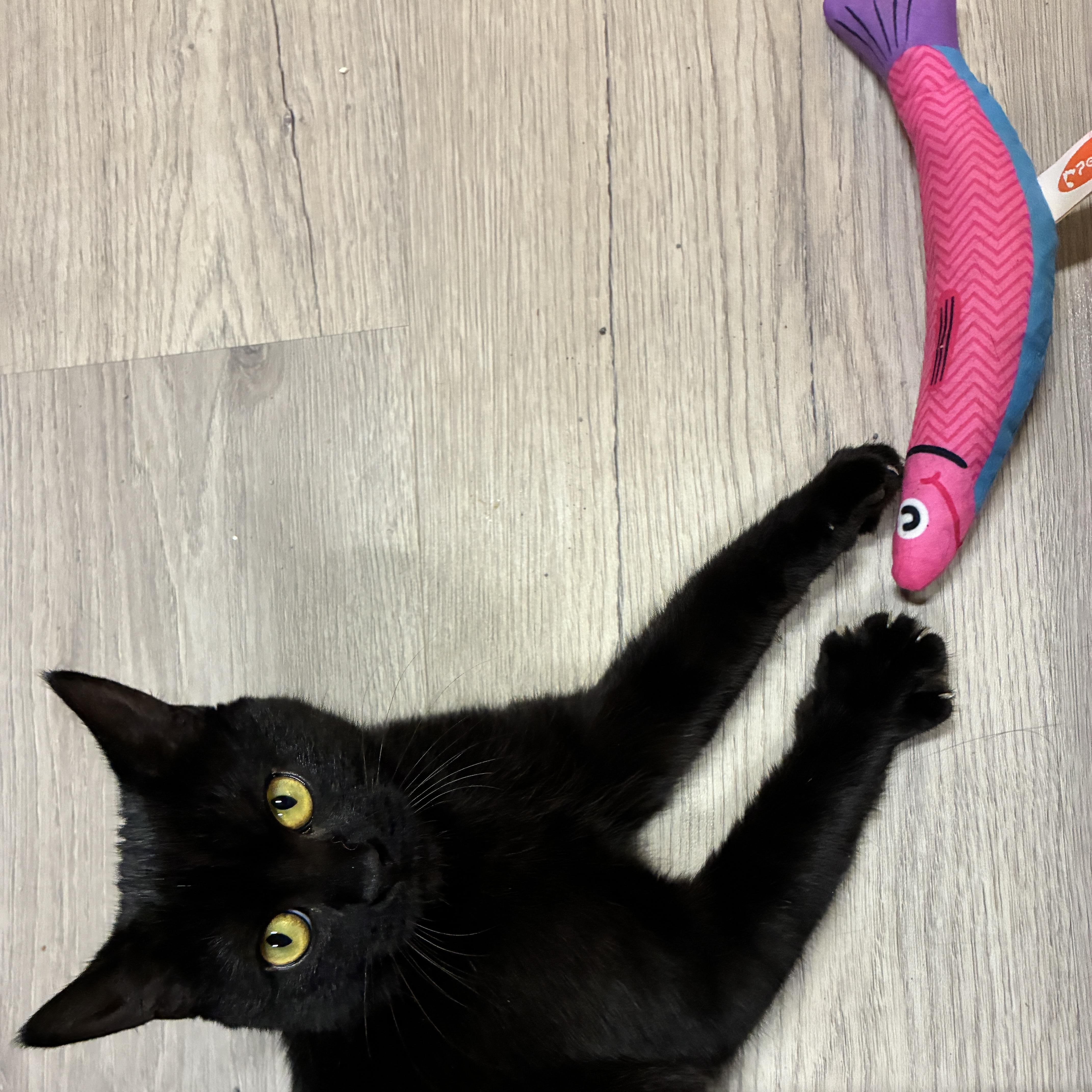 A young medium-sized female Bombay cat named Destiny for adoption in Medford, MA