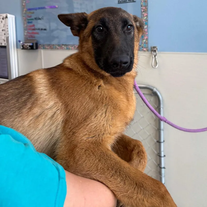 A young medium-sized male Yellow / Tan / Blond / Fawn Mixed Breed dog named Orwell for adoption in Las Cruces, NM