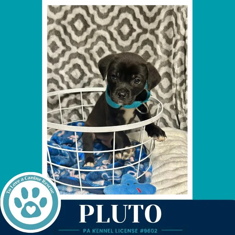 A baby medium-sized male Tricolor (Brown, Black, & White) Labrador Retriever dog named Pluto for adoption in Kimberton, PA