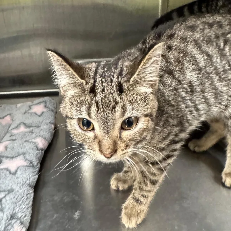 A baby small-sized female American Shorthair cat named Sage for adoption in Carrollton, OH