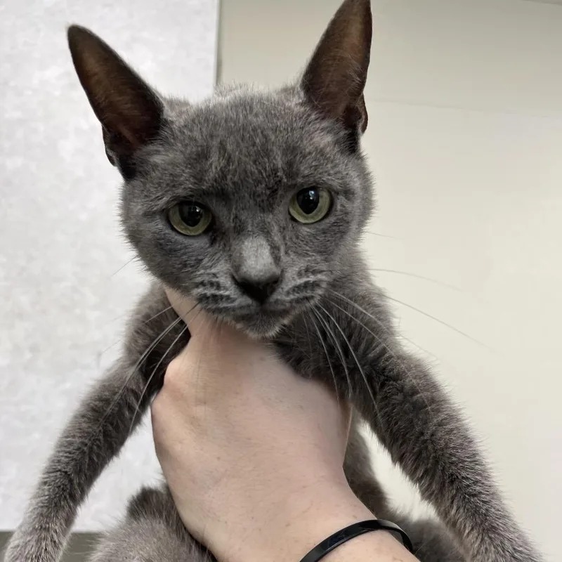 A young small-sized female Gray / Blue / Silver Domestic Short Hair cat named Lavender for adoption in Columbiana, AL