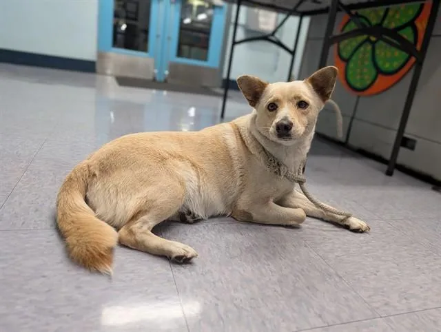 An adult medium-sized female Terrier dog named Toni for adoption in Baldwin Park, CA