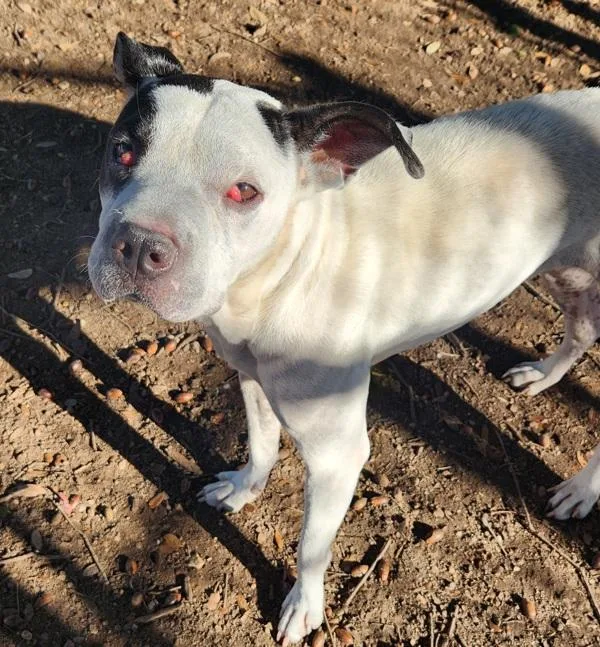 Princess thumbnail 2