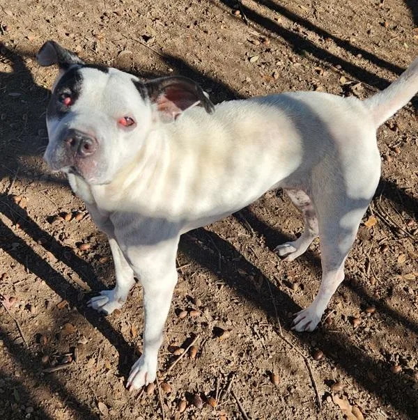 Princess thumbnail 3