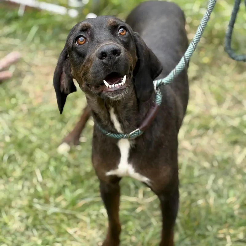A young medium-sized female Bicolor Hound dog named Holly for adoption in Hazard, KY