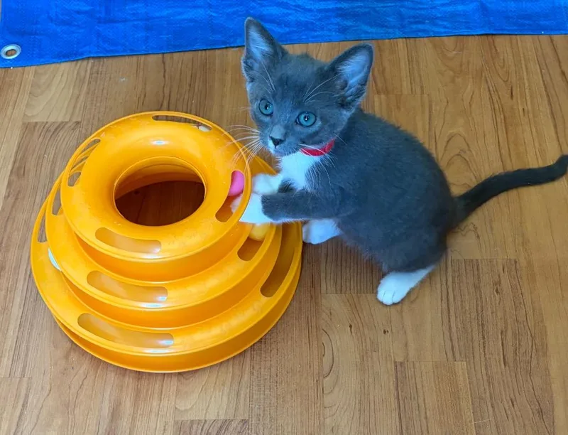 A baby medium-sized female Tabby cat named Daisy for adoption in San Antonio, TX