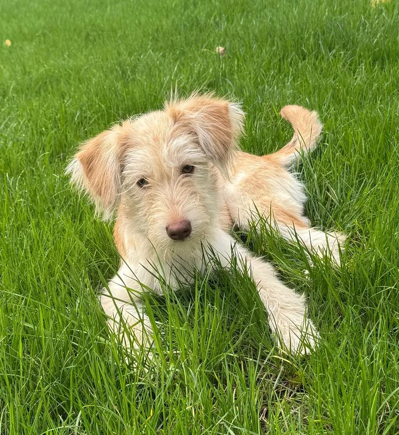 A baby small-sized female Terrier dog named Sasha for adoption in Plymouth, MN