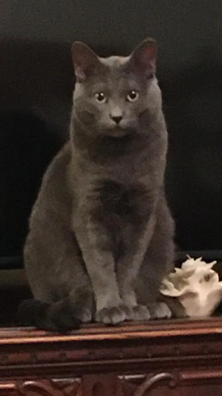 An adult medium-sized male Gray / Blue / Silver Russian Blue cat named Dexter for adoption in Richardson, TX