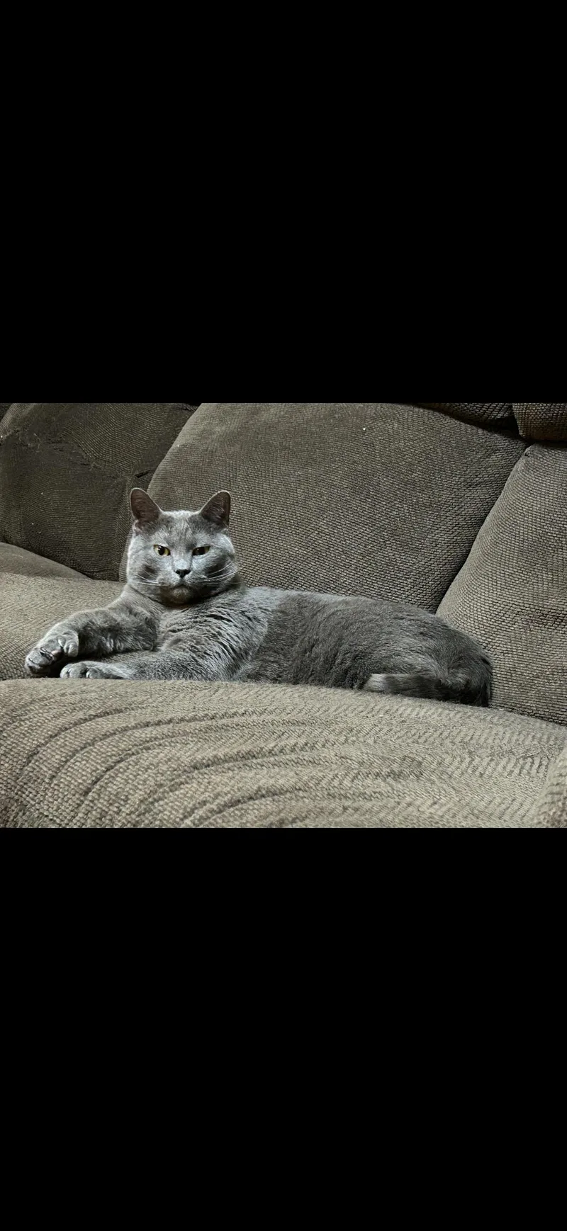 Dexter thumbnail 3