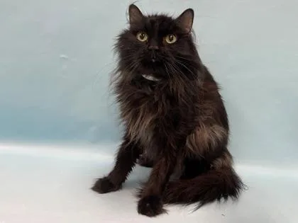 An adult small-sized male Domestic Long Hair cat named Shadow for adoption in Coon Rapids, MN