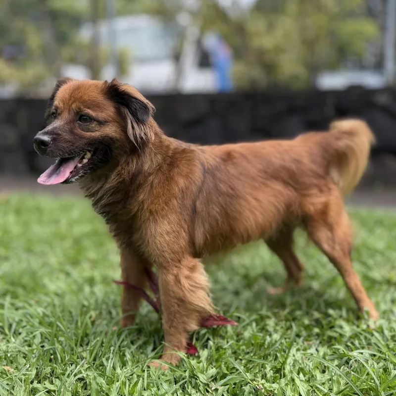 A young small-sized male Brown / Chocolate Terrier dog named Kona for adoption in Keaau, HI