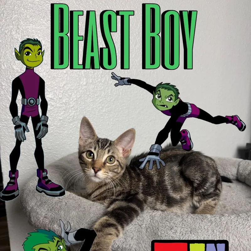 A baby small-sized male Brown / Chocolate Domestic Short Hair cat named Beast Boy for adoption in League City, TX