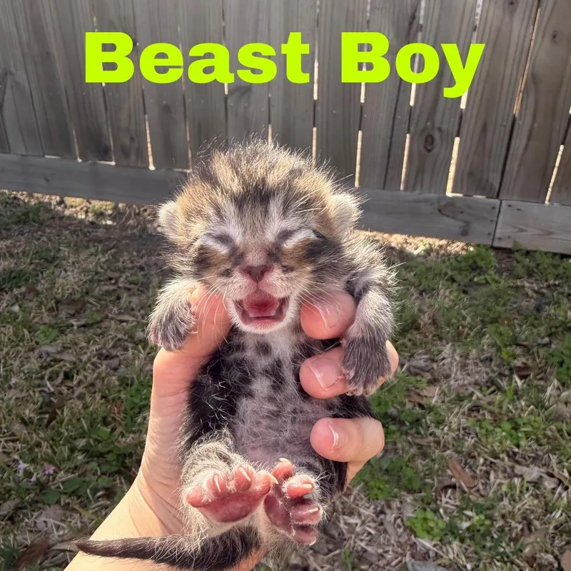 Beast Boy thumbnail 2