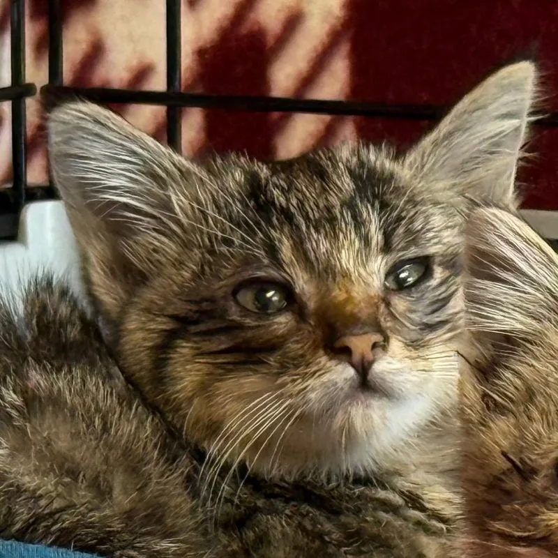 A baby small-sized female Brown / Chocolate Domestic Short Hair cat named America for adoption in Norfolk, NE