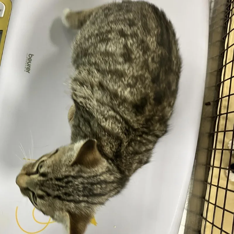 A baby small-sized female Gray / Blue / Silver Domestic Short Hair cat named 112880 for adoption in Las Cruces, NM