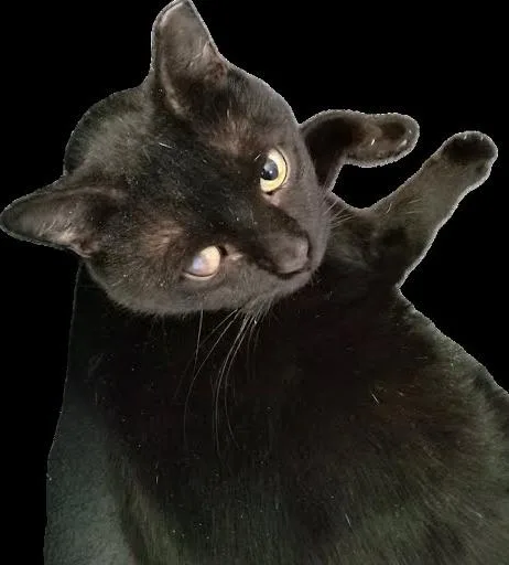 An adult medium-sized male Black Domestic Short Hair cat named Onyx for adoption in West Orange, NJ