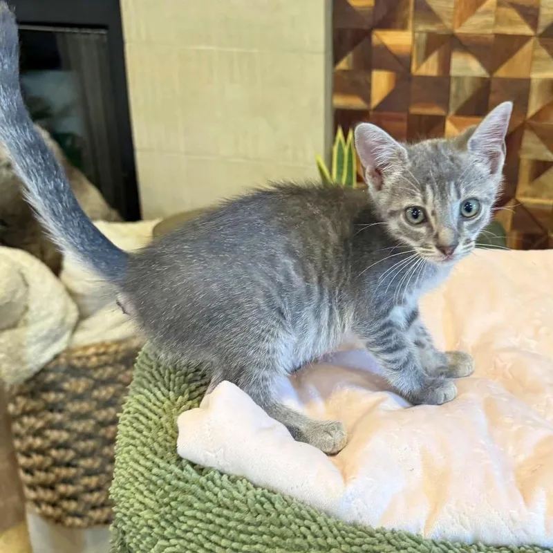 A baby small-sized male Gray / Blue / Silver Domestic Short Hair cat named Timbales for adoption in Austin, TX