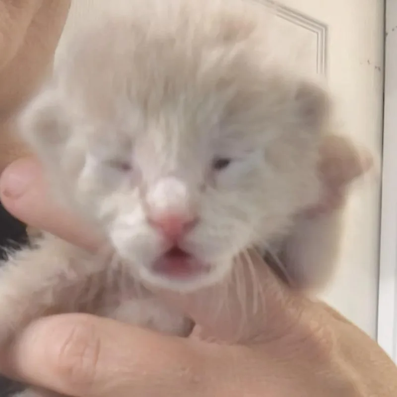 A baby small-sized male Cream / Ivory Domestic Short Hair cat named Obed for adoption in Springtown, TX