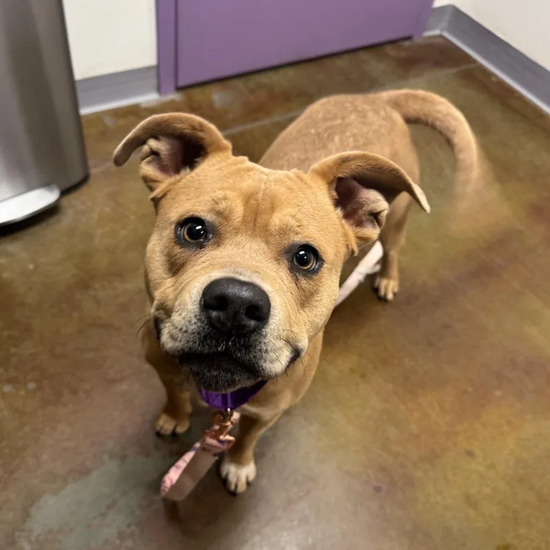 Cheer Bear thumbnail 2