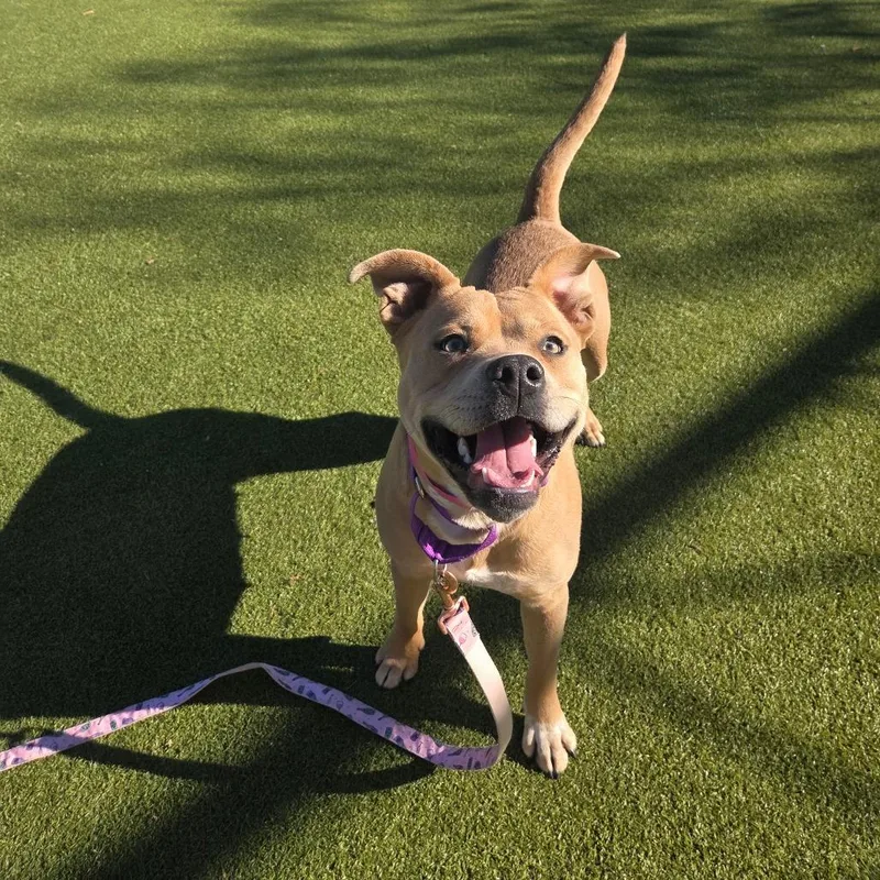 Cheer Bear thumbnail 3