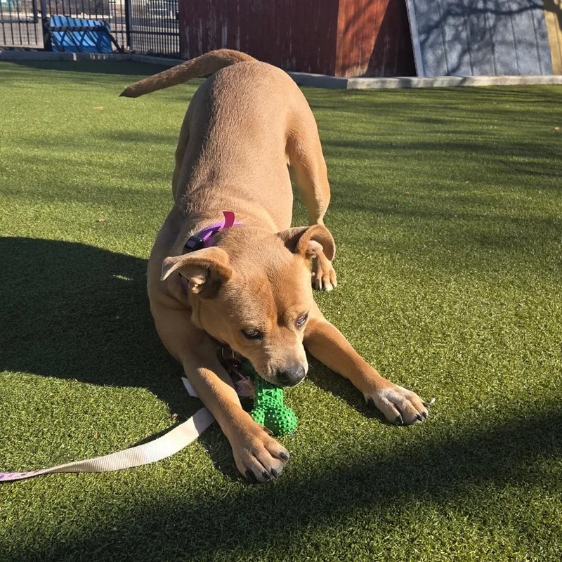 Cheer Bear thumbnail 4