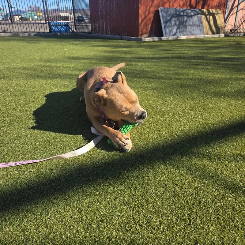 Cheer Bear thumbnail 6