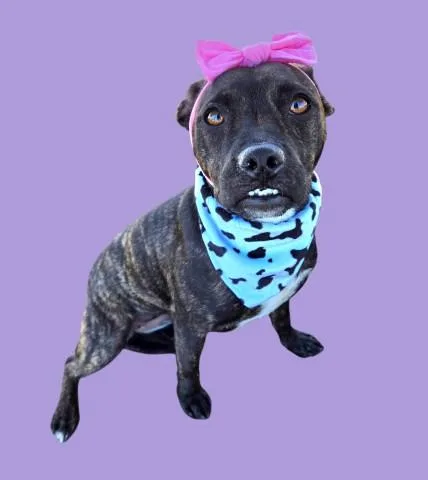 A young medium-sized female Pit Bull Terrier dog named Lady Bug for adoption in Bakersfield, CA