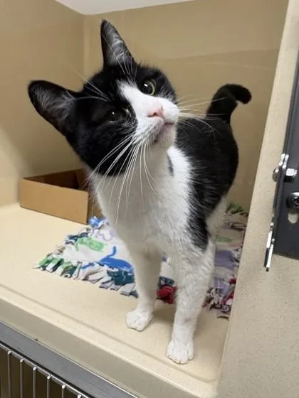 An adult medium-sized female Domestic Short Hair cat named Oreo for adoption in Pequot Lakes, MN