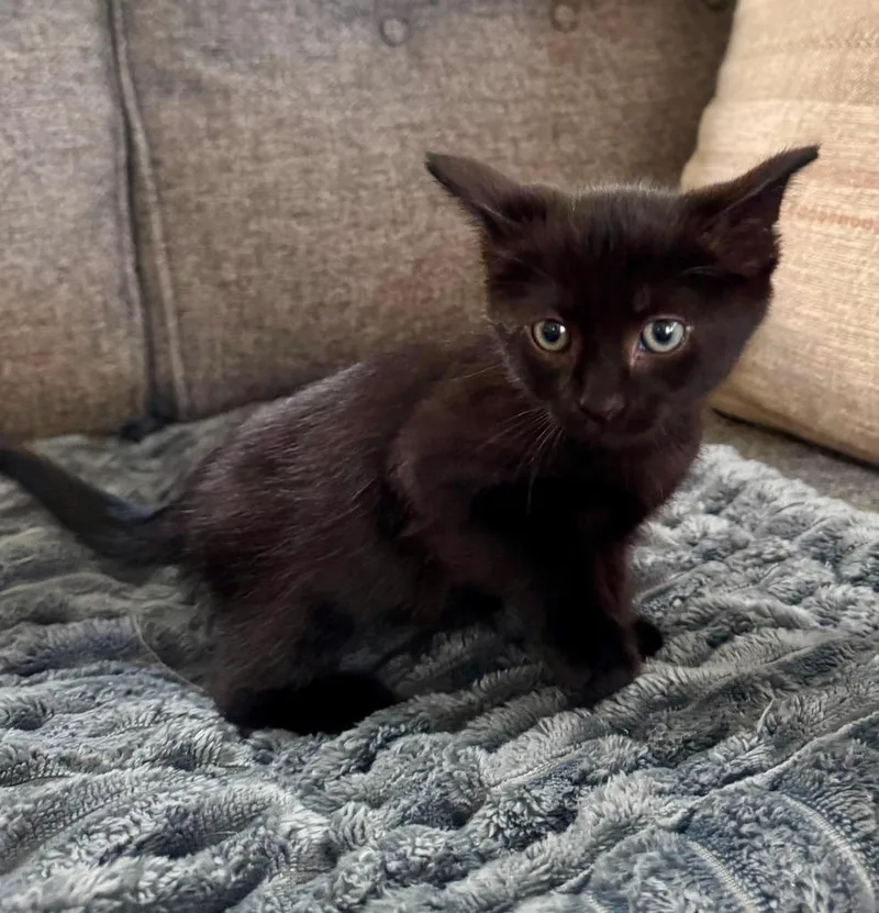 A baby small-sized male Black American Shorthair cat named Agamemnon for adoption in Shawnee, OK