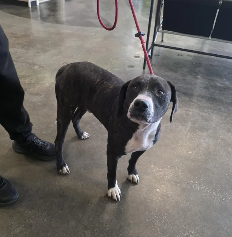 An adult medium-sized male Pit Bull Terrier dog named Found stray: Gene for adoption in Rockwall, TX