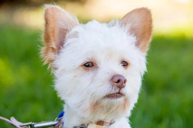 Baxter