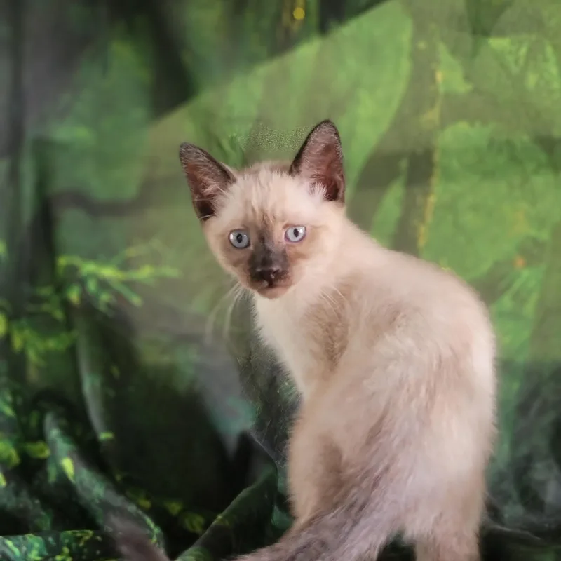 A baby medium-sized male Chocolate Point Siamese cat named Dil for adoption in Washoe Valley, NV