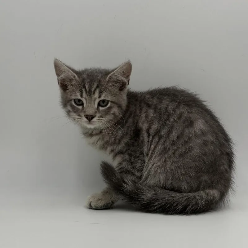 A baby medium-sized male Domestic Short Hair cat named Pegasus for adoption in State College, PA