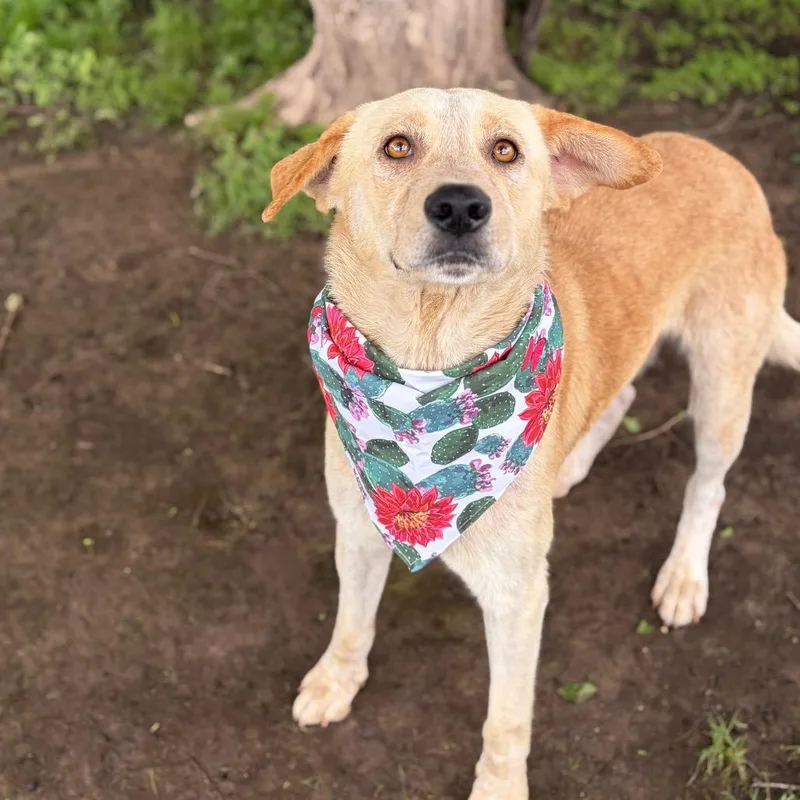 An adult medium-sized male White / Cream Great Pyrenees dog named Recycle for adoption in Bastrop, TX
