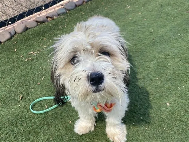 A young small-sized male Lhasa Apso dog named Sunny for adoption in Phoenix, AZ