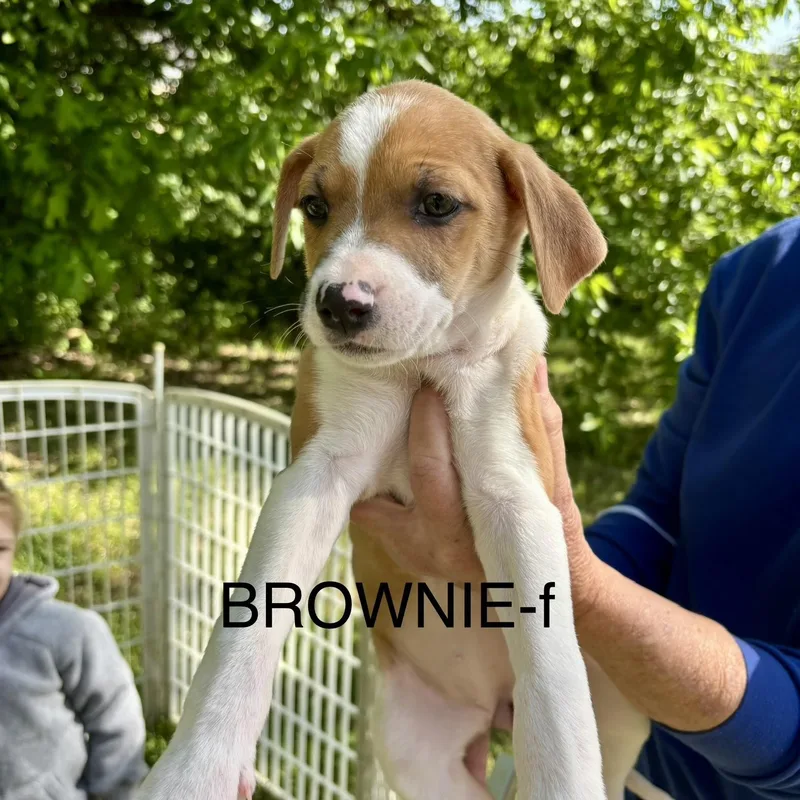 A baby medium-sized female Golden Pit Bull Terrier dog named Brownie for adoption in Brentwood, TN