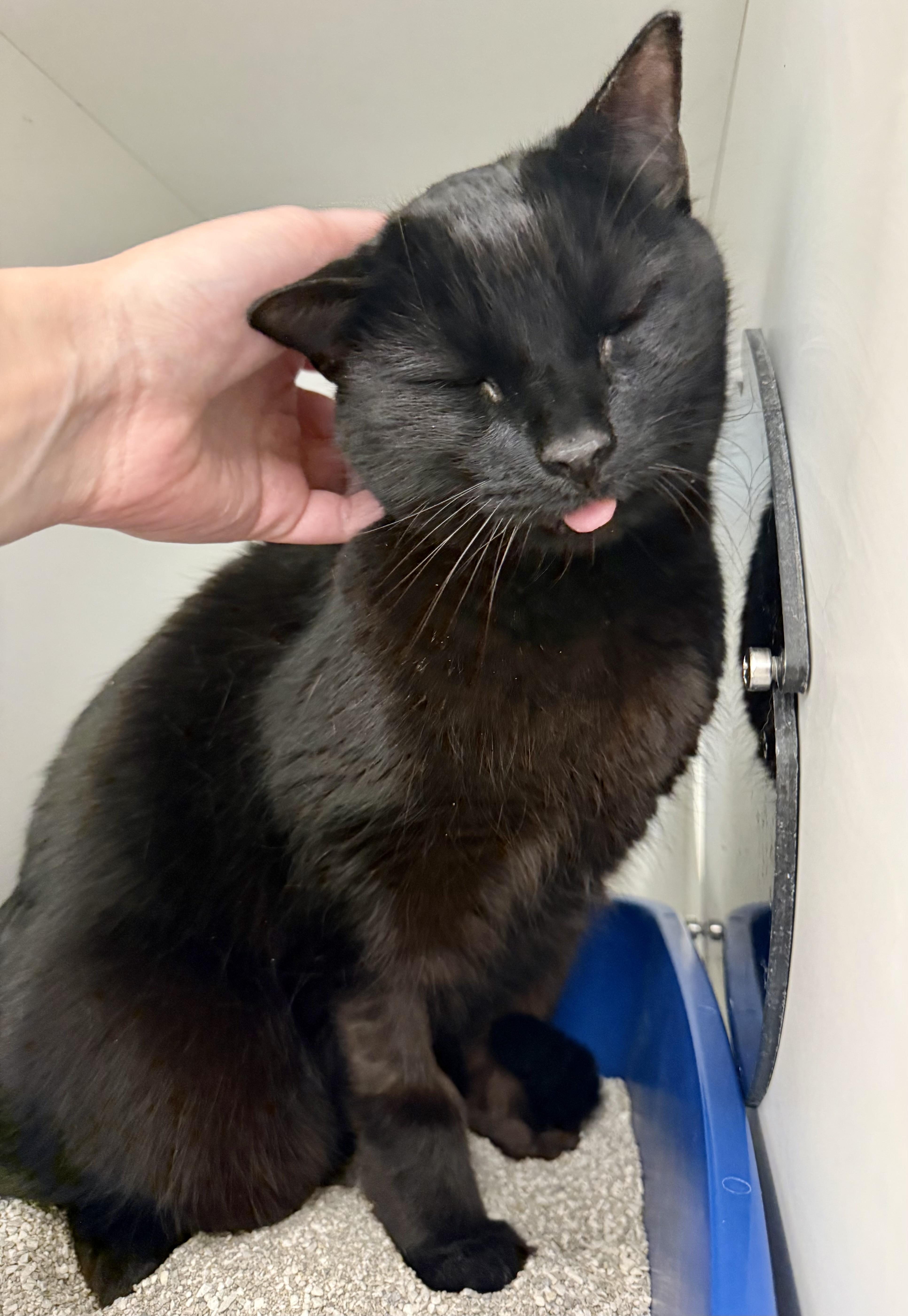 An adult medium-sized female Black Domestic Short Hair cat named Charlotte for adoption in Quincy, MA