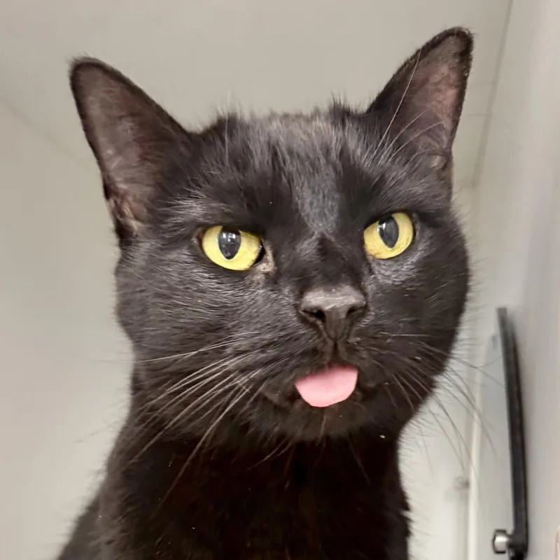 Charlotte thumbnail 2