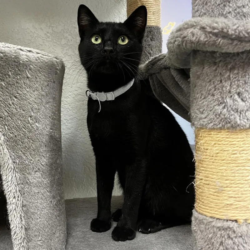 A young medium-sized male Black Domestic Short Hair cat named Calvin for adoption in Yucca Valley, CA