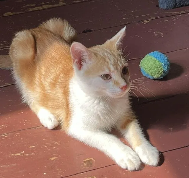 A baby medium-sized male Orange & White Domestic Short Hair cat named Gaelin A Sweet for adoption in Lemoyne, PA