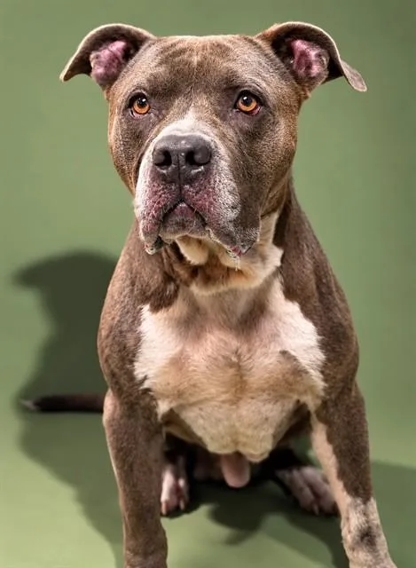 An adult large-sized male Mixed Breed dog named Bryson for adoption in Jacksonville, FL