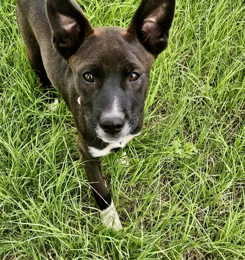 A baby medium-sized female White / Cream Border Collie dog named Keeley for adoption in Austin, TX