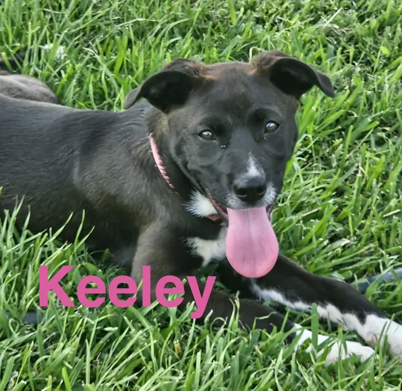 Keeley thumbnail 2