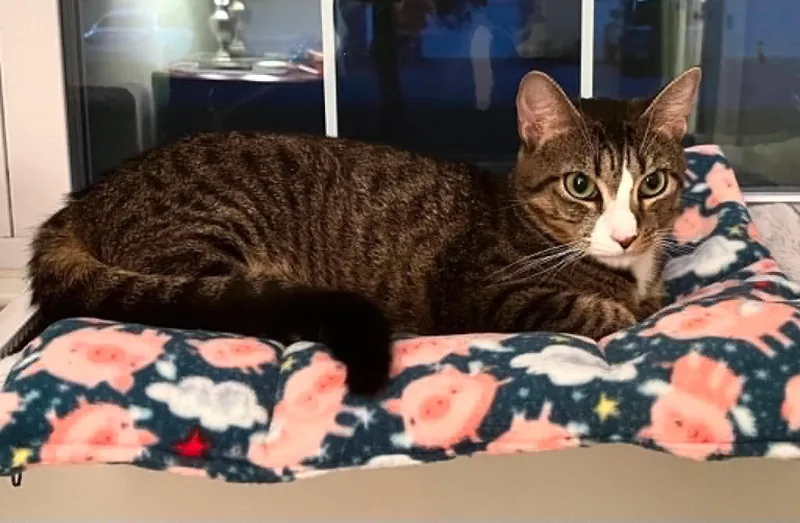 A young medium-sized female Tabby (Brown / Chocolate) Domestic Short Hair cat named Katydid   year for adoption in Lake Hopatcong, NJ