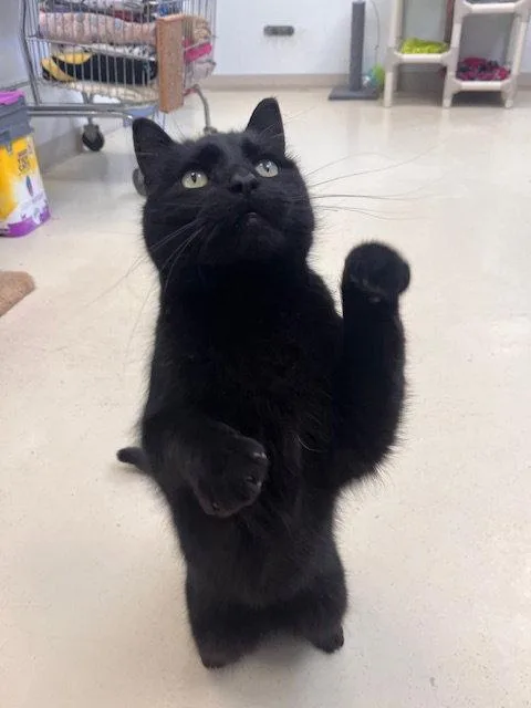 An adult medium-sized male Black Domestic Short Hair cat named Squidward for adoption in Webster, WI