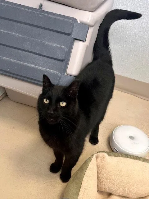 Squidward thumbnail 2