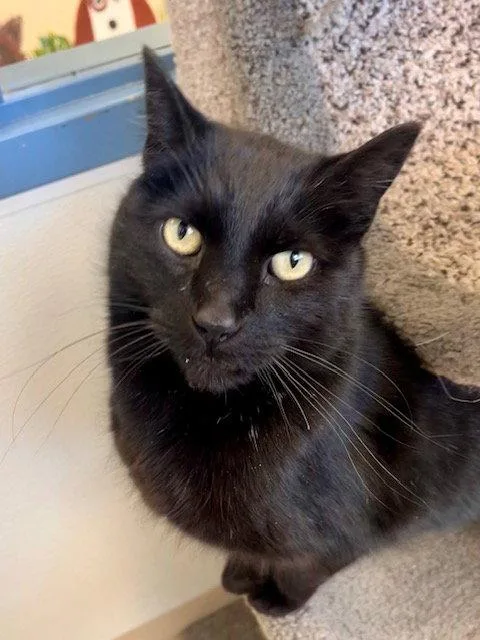 Squidward thumbnail 3