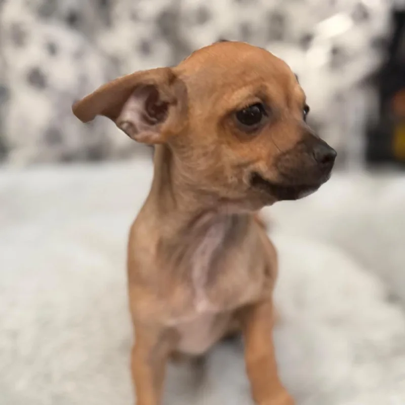 A baby small-sized female Brown / Chocolate Chihuahua dog named Lottie for adoption in Las Vegas, NV