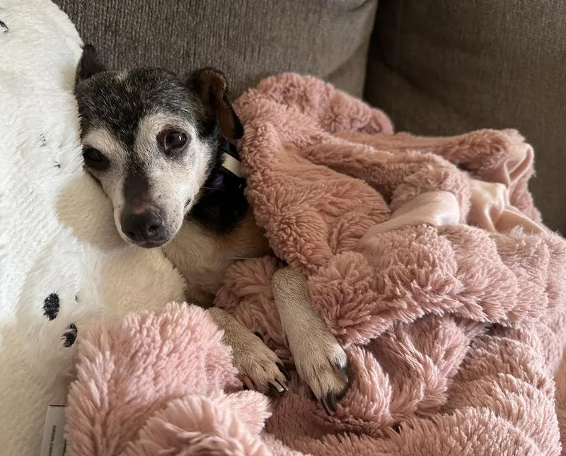 Ms. Poppins thumbnail 3